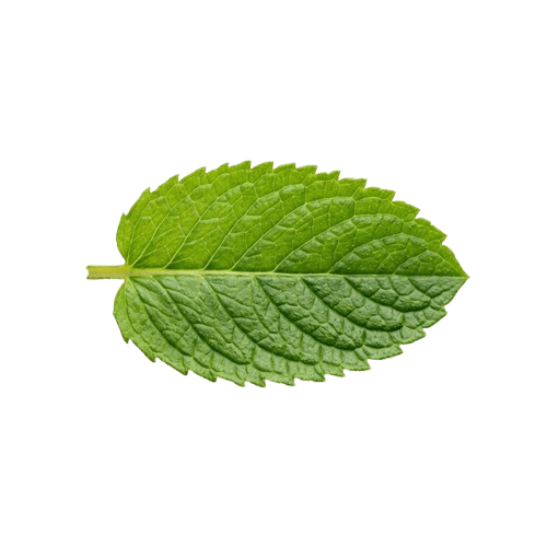Mint Leaf